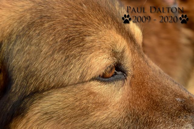 Paul Dalton 2009 - 2020, Ein Nachruf auf ein außergwöhnliches Wesen