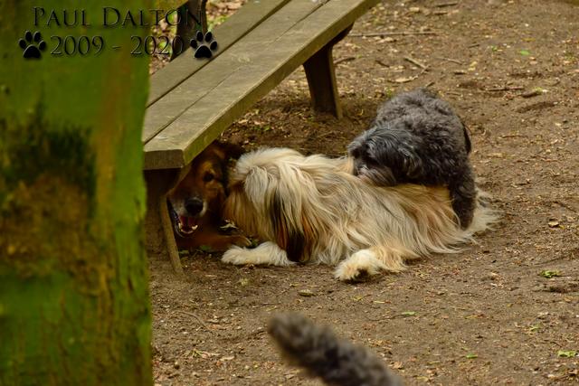 Paul Dalton 2009 - 2020, Ein Nachruf auf ein außergwöhnliches Wesen