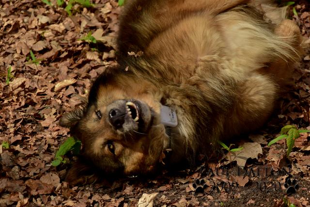 Paul Dalton 2009 - 2020, Ein Nachruf auf ein außergwöhnliches Wesen