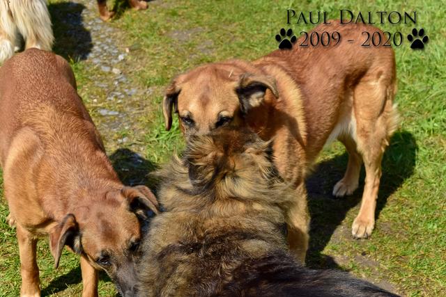 Paul Dalton 2009 - 2020, Ein Nachruf auf ein außergwöhnliches Wesen