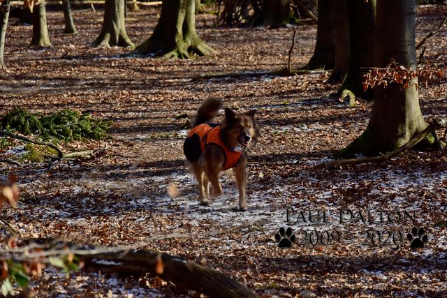 Paul Dalton 2009 - 2020, Ein Nachruf auf ein außergwöhnliches Wesen