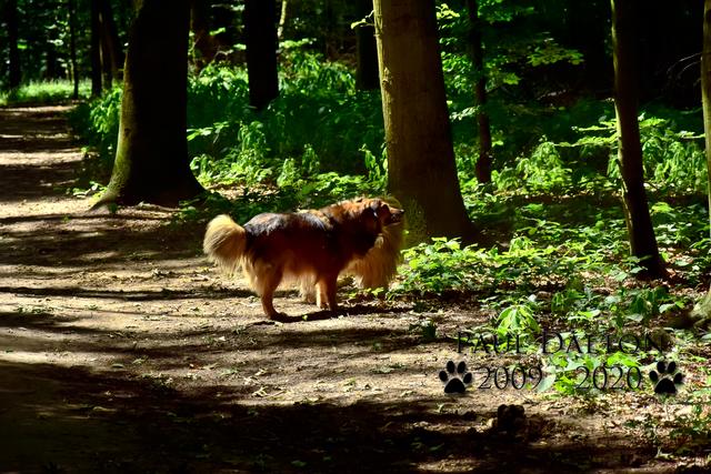 Paul Dalton 2009 - 2020, Ein Nachruf auf ein außergwöhnliches Wesen