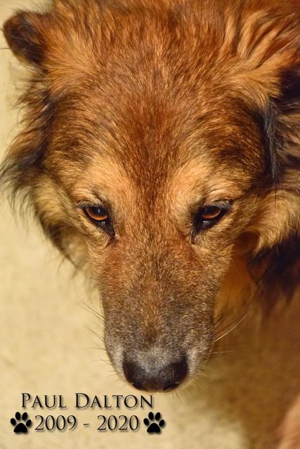 Paul Dalton 2009 - 2020, Ein Nachruf auf ein außergwöhnliches Wesen