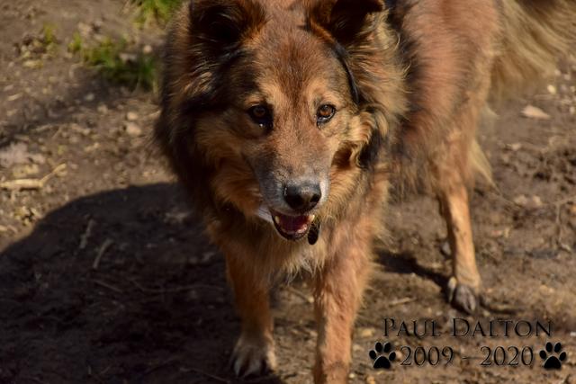 Paul Dalton 2009 - 2020, Ein Nachruf auf ein außergwöhnliches Wesen