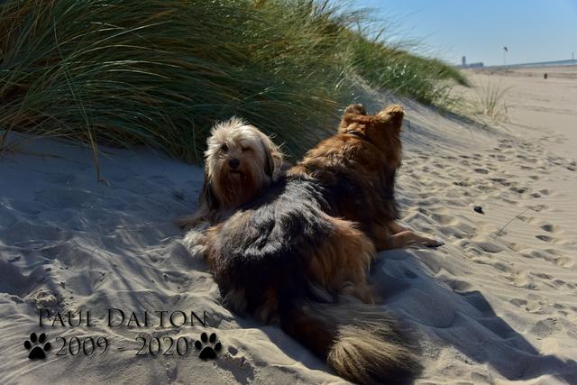 Paul Dalton 2009 - 2020, Ein Nachruf auf ein außergwöhnliches Wesen