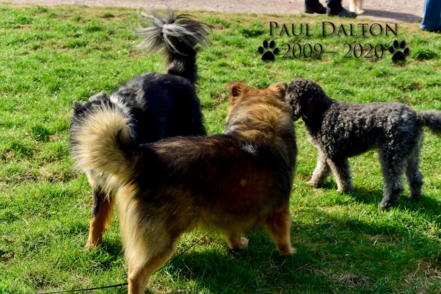 Paul Dalton 2009 - 2020, Ein Nachruf auf ein außergwöhnliches Wesen