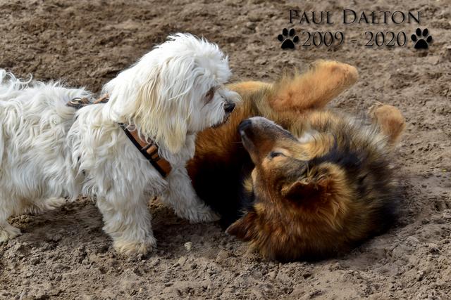 Paul Dalton 2009 - 2020, Ein Nachruf auf ein außergwöhnliches Wesen