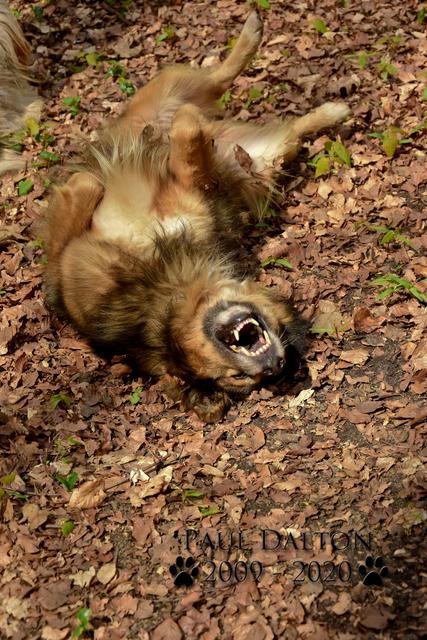 Paul Dalton 2009 - 2020, Ein Nachruf auf ein außergwöhnliches Wesen