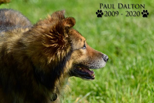 Paul Dalton 2009 - 2020, Ein Nachruf auf ein außergwöhnliches Wesen