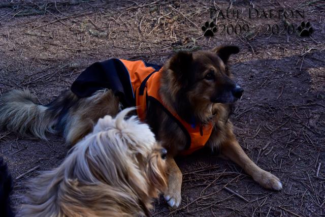 Paul Dalton 2009 - 2020, Ein Nachruf auf ein außergwöhnliches Wesen