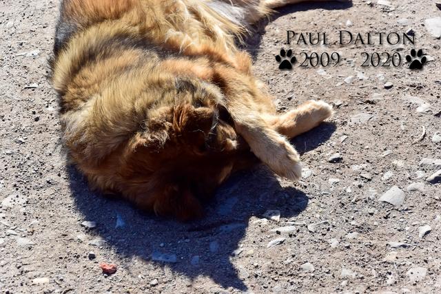 Paul Dalton 2009 - 2020, Ein Nachruf auf ein außergwöhnliches Wesen