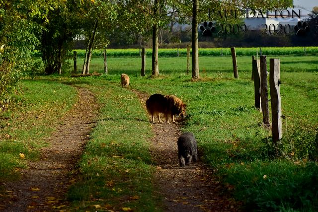 Paul Dalton 2009 - 2020, Ein Nachruf auf ein außergwöhnliches Wesen