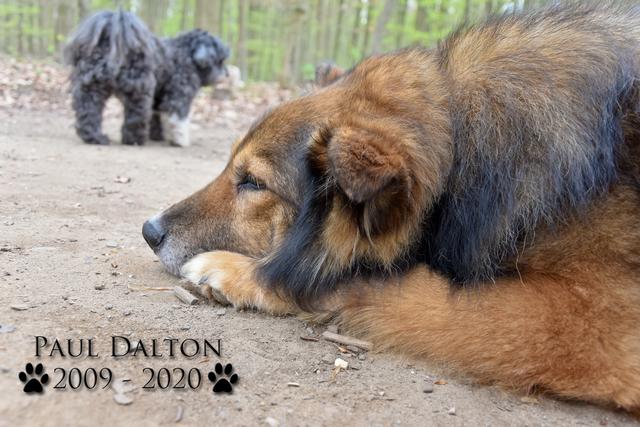 Paul Dalton 2009 - 2020, Ein Nachruf auf ein außergwöhnliches Wesen