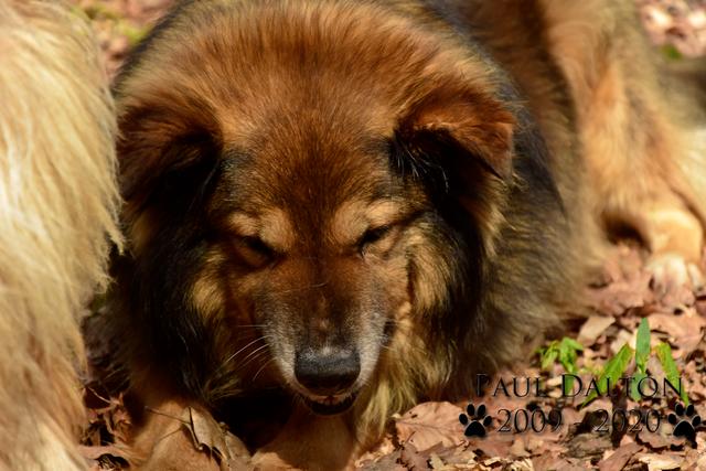 Paul Dalton 2009 - 2020, Ein Nachruf auf ein außergwöhnliches Wesen