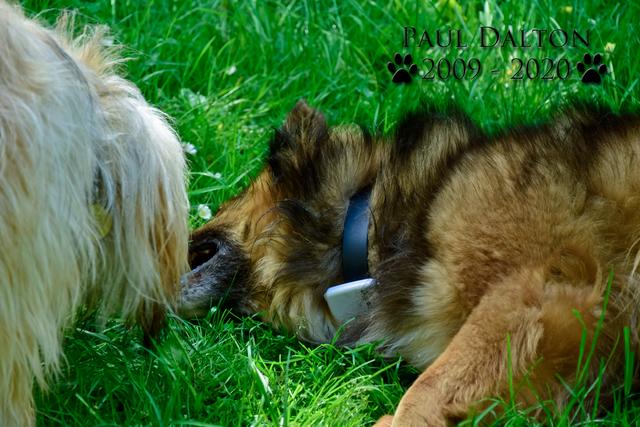 Paul Dalton 2009 - 2020, Ein Nachruf auf ein außergwöhnliches Wesen