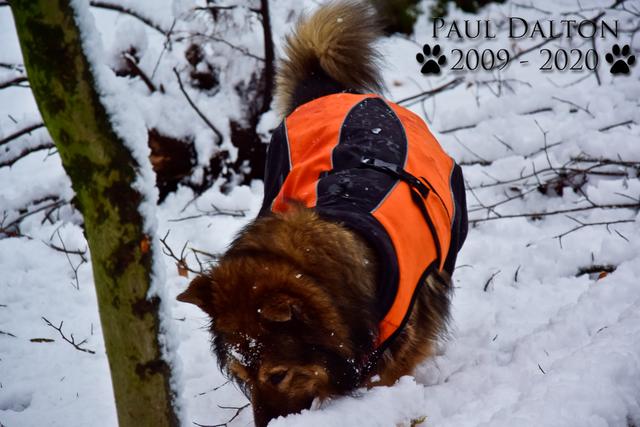 Paul Dalton 2009 - 2020, Ein Nachruf auf ein außergwöhnliches Wesen