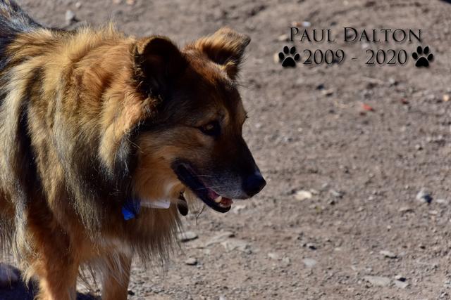 Paul Dalton 2009 - 2020, Ein Nachruf auf ein außergwöhnliches Wesen