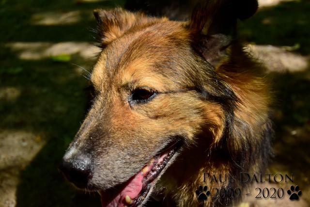 Paul Dalton 2009 - 2020, Ein Nachruf auf ein außergwöhnliches Wesen