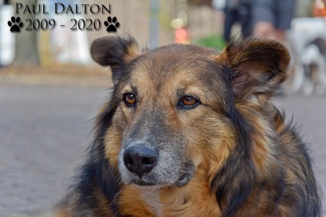 Paul Dalton 2009 - 2020, Ein Nachruf auf ein außergwöhnliches Wesen