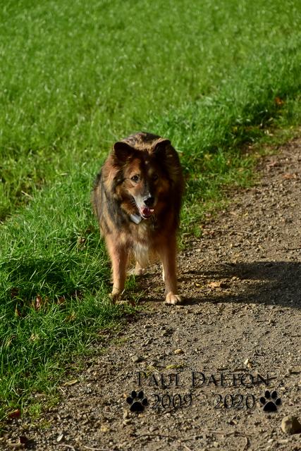 Paul Dalton 2009 - 2020, Ein Nachruf auf ein außergwöhnliches Wesen
