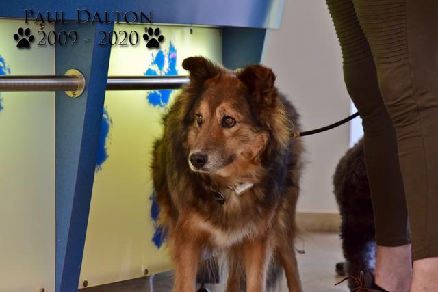 Paul Dalton 2009 - 2020, Ein Nachruf auf ein außergwöhnliches Wesen