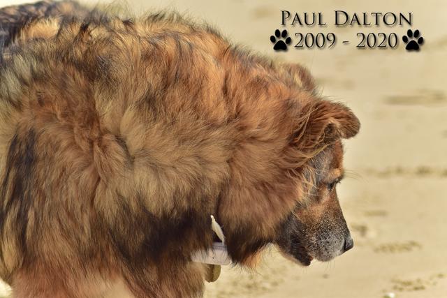 Paul Dalton 2009 - 2020, Ein Nachruf auf ein außergwöhnliches Wesen