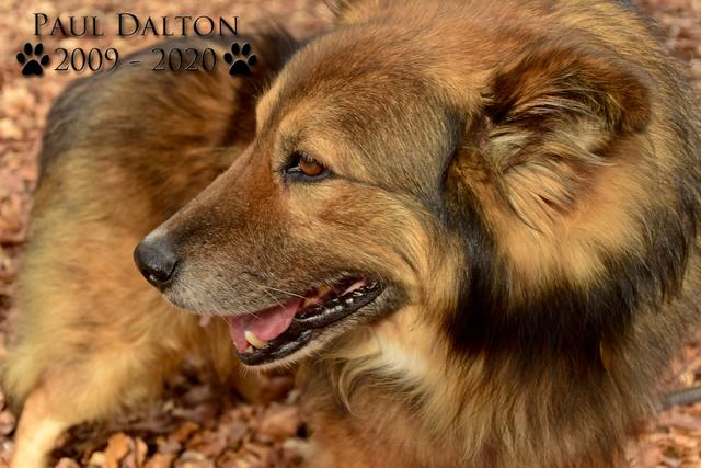Paul Dalton 2009 - 2020, Ein Nachruf auf ein außergwöhnliches Wesen