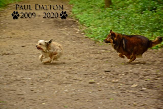 Paul Dalton 2009 - 2020, Ein Nachruf auf ein außergwöhnliches Wesen