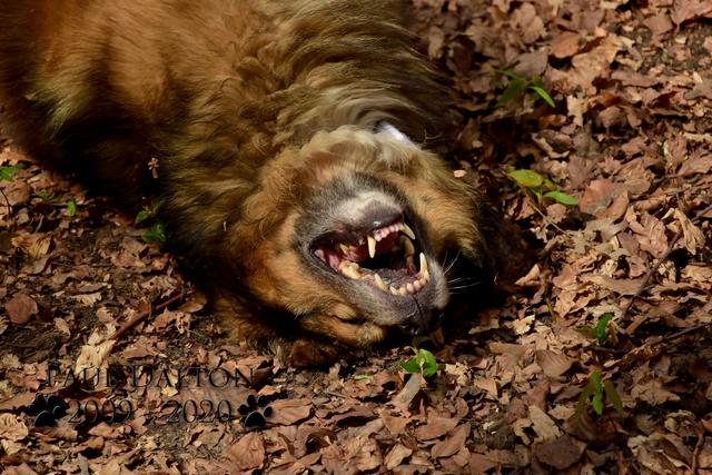 Paul Dalton 2009 - 2020, Ein Nachruf auf ein außergwöhnliches Wesen