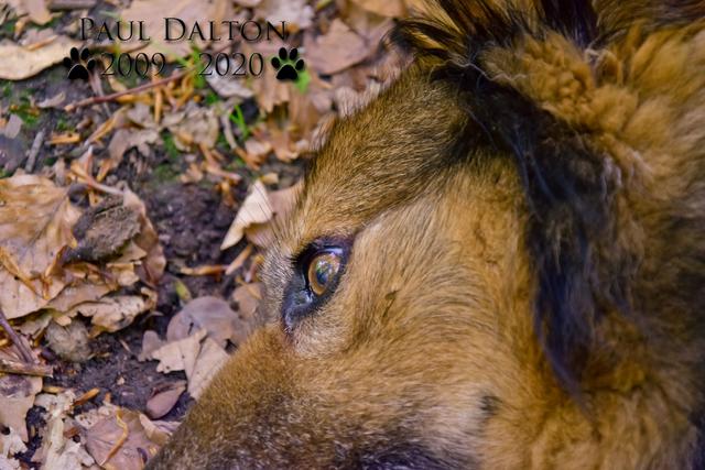 Paul Dalton 2009 - 2020, Ein Nachruf auf ein außergwöhnliches Wesen