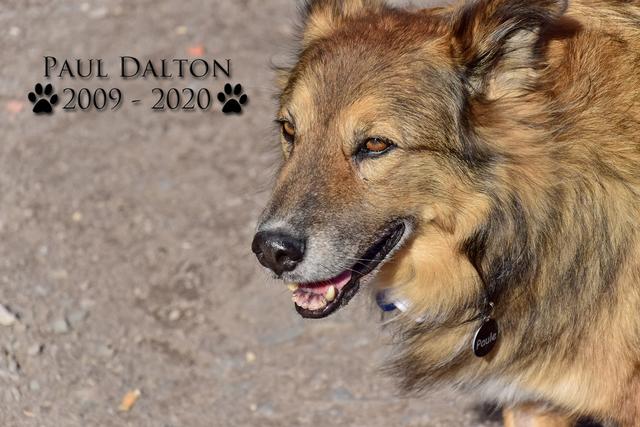 Paul Dalton 2009 - 2020, Ein Nachruf auf ein außergwöhnliches Wesen