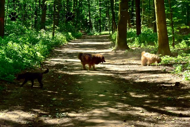 Paul Dalton 2009 - 2020, Ein Nachruf auf ein außergwöhnliches Wesen