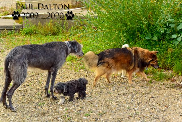 Paul Dalton 2009 - 2020, Ein Nachruf auf ein außergwöhnliches Wesen