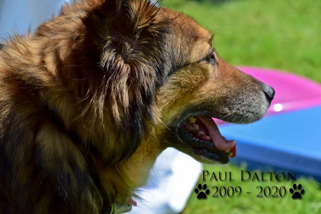 Paul Dalton 2009 - 2020, Ein Nachruf auf ein außergwöhnliches Wesen