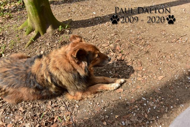 Paul Dalton 2009 - 2020, Ein Nachruf auf ein außergwöhnliches Wesen