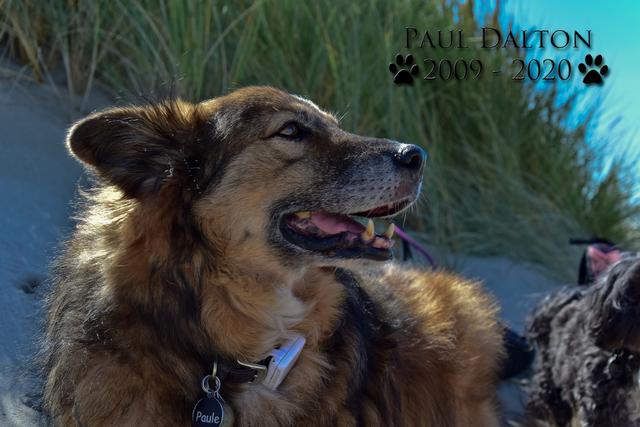 Paul Dalton 2009 - 2020, Ein Nachruf auf ein außergwöhnliches Wesen