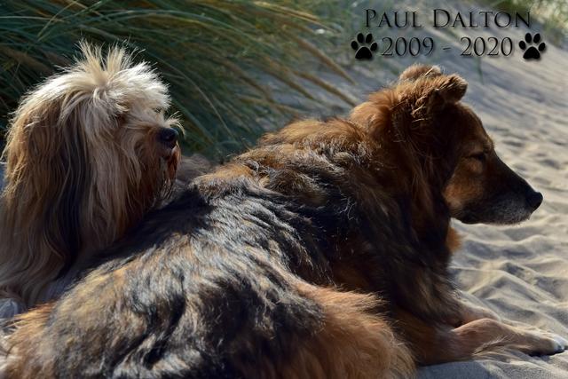 Paul Dalton 2009 - 2020, Ein Nachruf auf ein außergwöhnliches Wesen