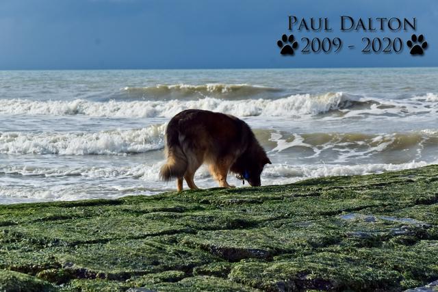 Paul Dalton 2009 - 2020, Ein Nachruf auf ein außergwöhnliches Wesen