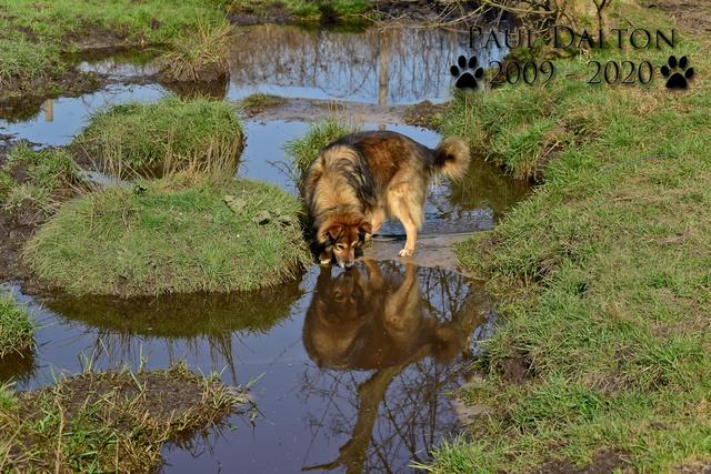 Paul Dalton 2009 - 2020, Ein Nachruf auf ein außergwöhnliches Wesen