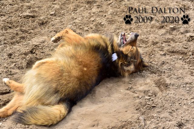 Paul Dalton 2009 - 2020, Ein Nachruf auf ein außergwöhnliches Wesen