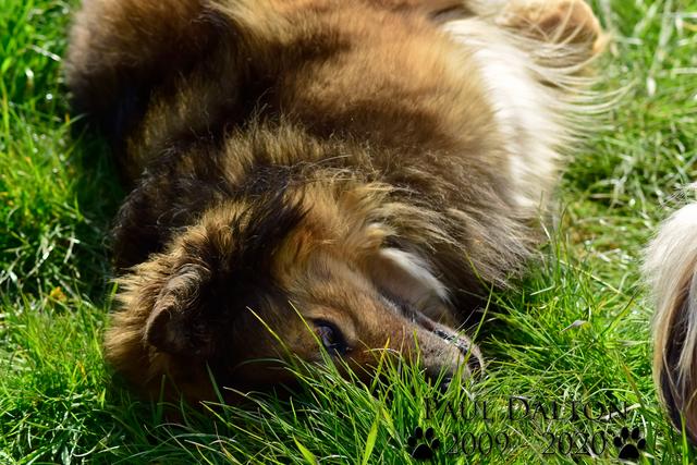 Paul Dalton 2009 - 2020, Ein Nachruf auf ein außergwöhnliches Wesen