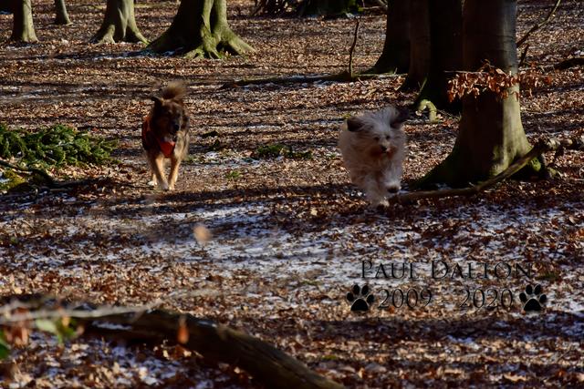 Paul Dalton 2009 - 2020, Ein Nachruf auf ein außergwöhnliches Wesen