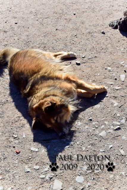 Paul Dalton 2009 - 2020, Ein Nachruf auf ein außergwöhnliches Wesen