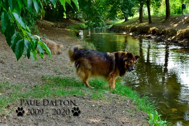 Paul Dalton 2009 - 2020, Ein Nachruf auf ein außergwöhnliches Wesen | Foto: Paul Dalton 2009 - 2020, Ein Nachruf auf ein außergwöhnliches Wesen