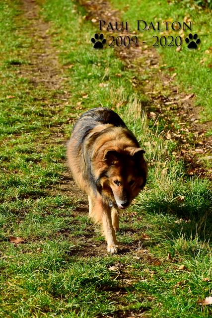 Paul Dalton 2009 - 2020, Ein Nachruf auf ein außergwöhnliches Wesen