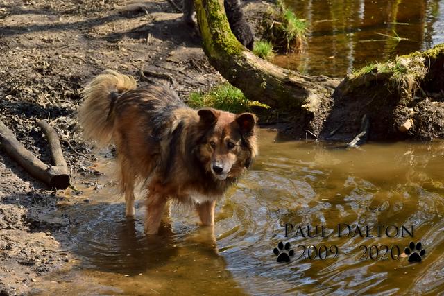 Paul Dalton 2009 - 2020, Ein Nachruf auf ein außergwöhnliches Wesen