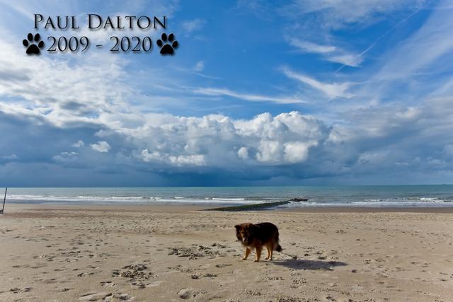 Paul Dalton 2009 - 2020, Ein Nachruf auf ein außergwöhnliches Wesen