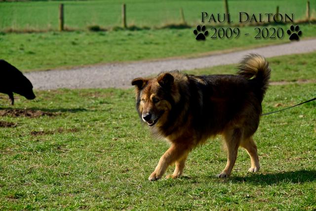 Paul Dalton 2009 - 2020, Ein Nachruf auf ein außergwöhnliches Wesen

 | Foto: © Christoph Niersmann