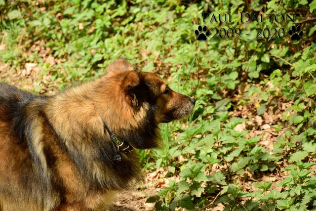 Paul Dalton 2009 - 2020, Ein Nachruf auf ein außergwöhnliches Wesen