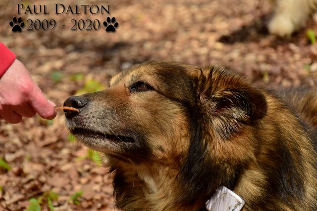 Paul Dalton 2009 - 2020, Ein Nachruf auf ein außergwöhnliches Wesen